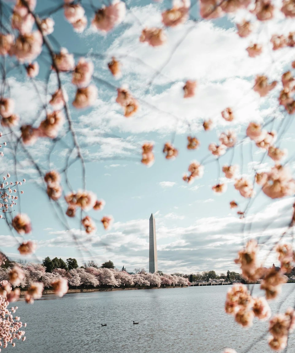 brown leaves on body of water during daytime